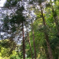 【閲覧注意、虫の死骸の写真あり】鎮・散歩その1〜八王子中山白山神社〜