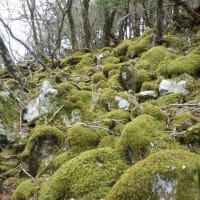 2025年4月26日(土)～28(月)　[四国]三嶺はさわやかな快晴、大好きな剣山を「眺める」山旅!!