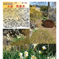 花巡り「梅－357」  久喜　常楽寺