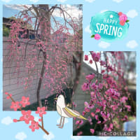 花咲く春