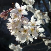 ひな祭り散歩・桜開花