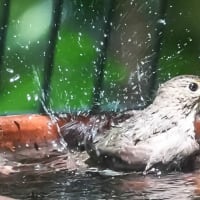 キビタキ♀の水浴び