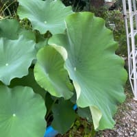 7月5日　庭の草取り