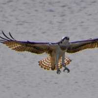 大阪万博会場近くにある「大阪南港野鳥園」に行ってきました