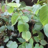 ヒロハカツラの現在の生育状況