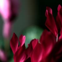 鉢花