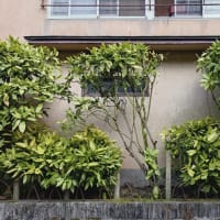 アオキを植えたら カタツムリがいた