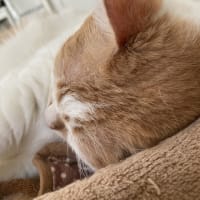 本日の猫たち#233