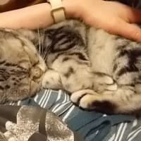 リアリズムを知る