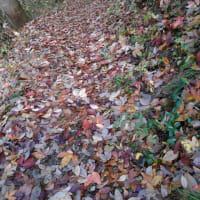 紅葉の八重山