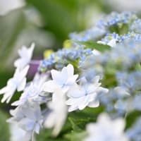 花火