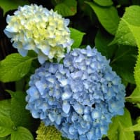 紫陽花