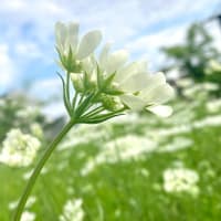 芽吹きをもたらす指先に、滅びの香りを纏わせる。彼らは、再生のための贄。未来の萌芽。