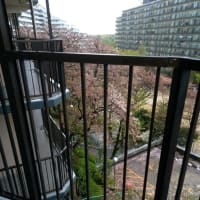 桜散りきらず！