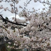大岡川の桜🌸