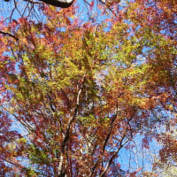 2014獅子舞紅葉