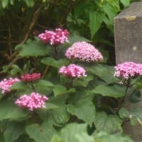 ボタンクサギが咲きました