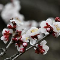 梅の花とコゲラ
