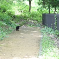 見返り黒猫とジャコウアゲハ。