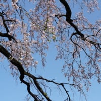 宝珠寺のヒメシダレザクラの桜開花