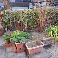 柑橘の大トロ「せとか」を食べたい
