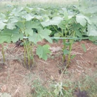 　　雨前の畑作業　収獲は3種類