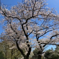 昭和記念公園（お花見）