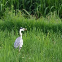 鳥たちの姿は