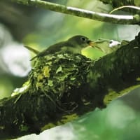 今月の鳥-20250530