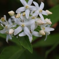赤城山のレンゲツツジ