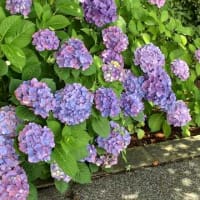 ★しながわ花海道