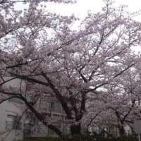 ●穏やかな気持ちで桜を見上げる。。。