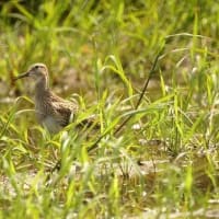 07/05お気に入りの野鳥-4（アメリカウズラシギ）