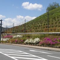 うぐいすの花便り