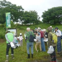 2025年津之江公園自然再生エリア植物観察会