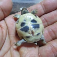 ヒガシヘルマン25えぱ１号誕生ヽ(^0^)ﾉ