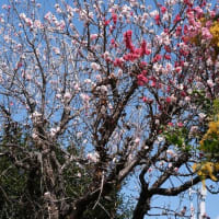 源平桃満開