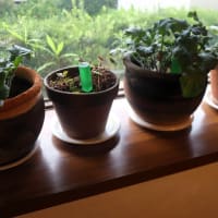 鉢植えのシクラメン、今年も新しい葉が出始めました。