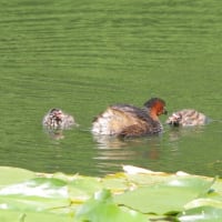 カイツブリの子育て