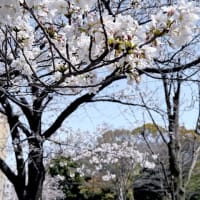 反町公園の桜　4月2日　
