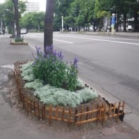 花フェスタ札幌2025を覗いてみた　