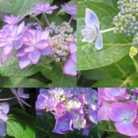 庭☆紫陽花