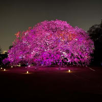 新宿御苑の夜桜