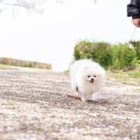 ポメラニアンの、ゆきが９歳に♪