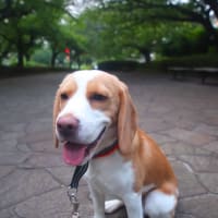今日は夕方さんぽ。