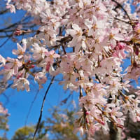 大島桜  しだれ桜・・・大阪城公園の春
