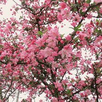 城堀川の桜