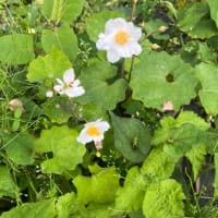 花は心を癒してくれる