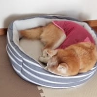 クリンへの想いは尽きなくて・・・316