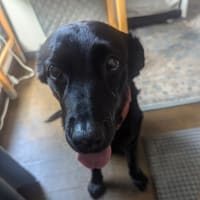 🦮🐾マヨ顔半分しか映ってないな😅